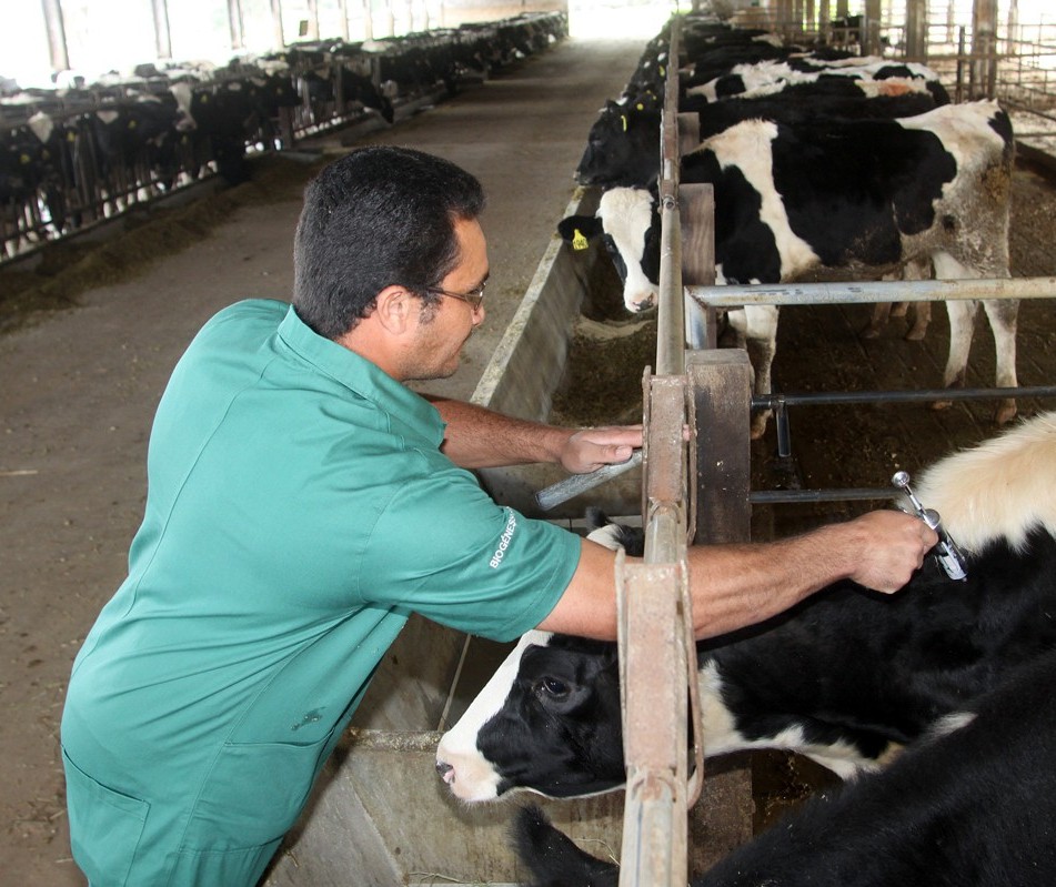 Começou a campanha de vacinação contra a febre aftosa no Paraná