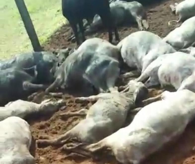 Raio mata pecuarista e várias cabeças de gado em Loanda; vídeo