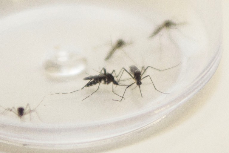 Chega a 111 o número de casos confirmados de dengue em Maringá