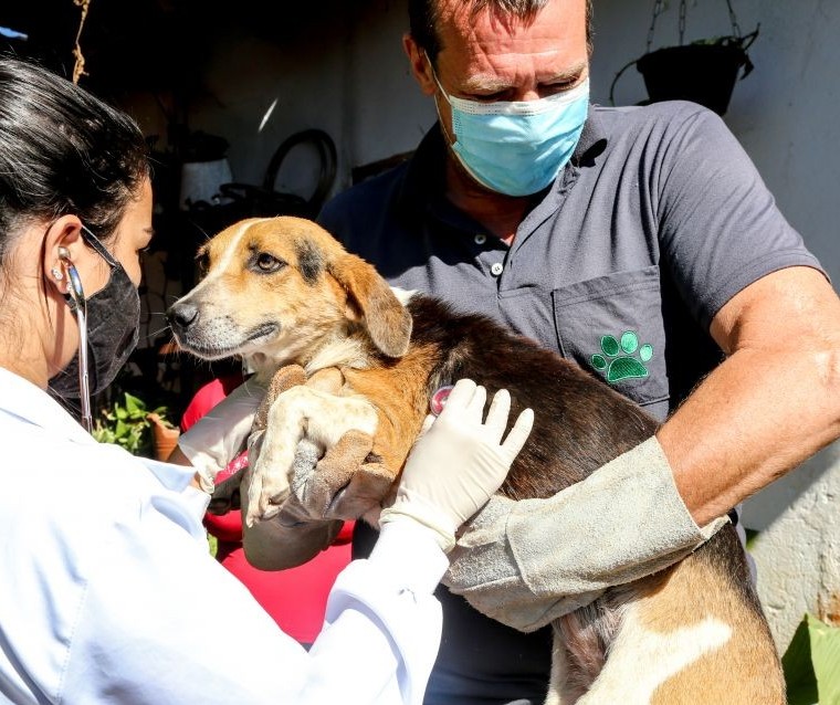 Maringá terá mutirão para castração de pets