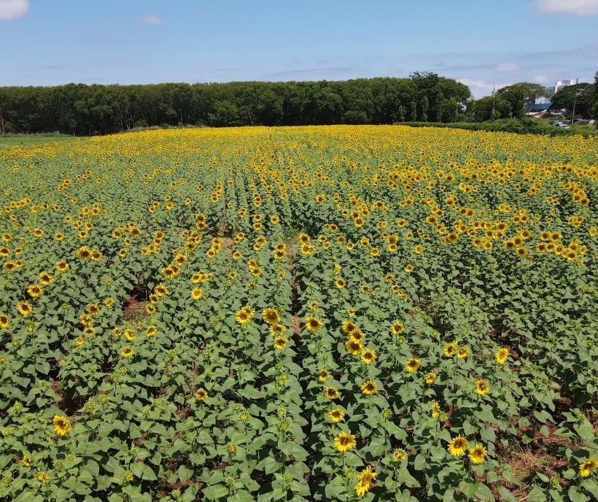 Eurogarden Maringá define data de abertura da temporada dos girassóis 