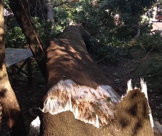 Árvore de grande porte cai em frente a residência do jardim Atami