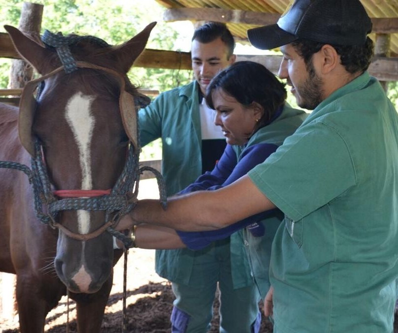 Adapar publica portaria sobre validade de exames de Anemia Infecciosa Equina