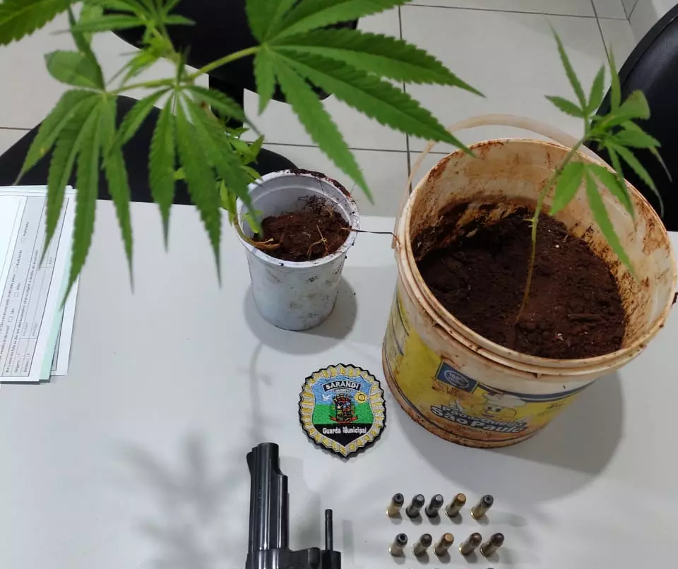 Dois são presos e pés de maconha são apreendidos em Sarandi durante operação