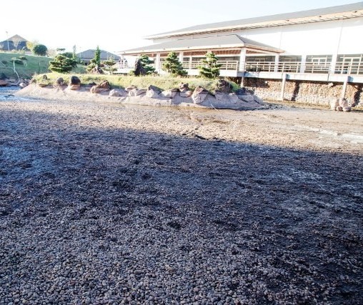 500 carpas serão colocadas em tanques no Parque do Japão