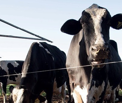 Arroba da vaca gorda custa R$ 136 em Londrina e Paranavaí