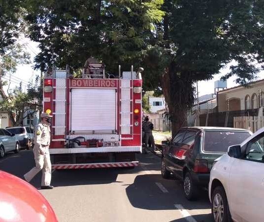 Resgate de arara-canindé mobiliza bombeiros no centro de Maringá