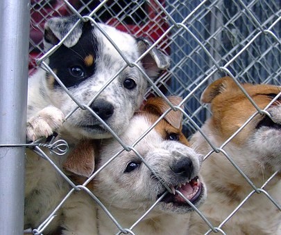 Polícia prende homem que abandonou filhotes de cachorro