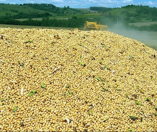 Cotações de produtos agrícolas: quarta-feira [25 de setembro]