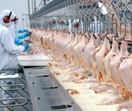 Brasil aumenta em 40% as vendas de carne de frango para o Qatar