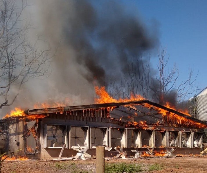 Incêndio destrói granja e mata quase 40 mil frangos 