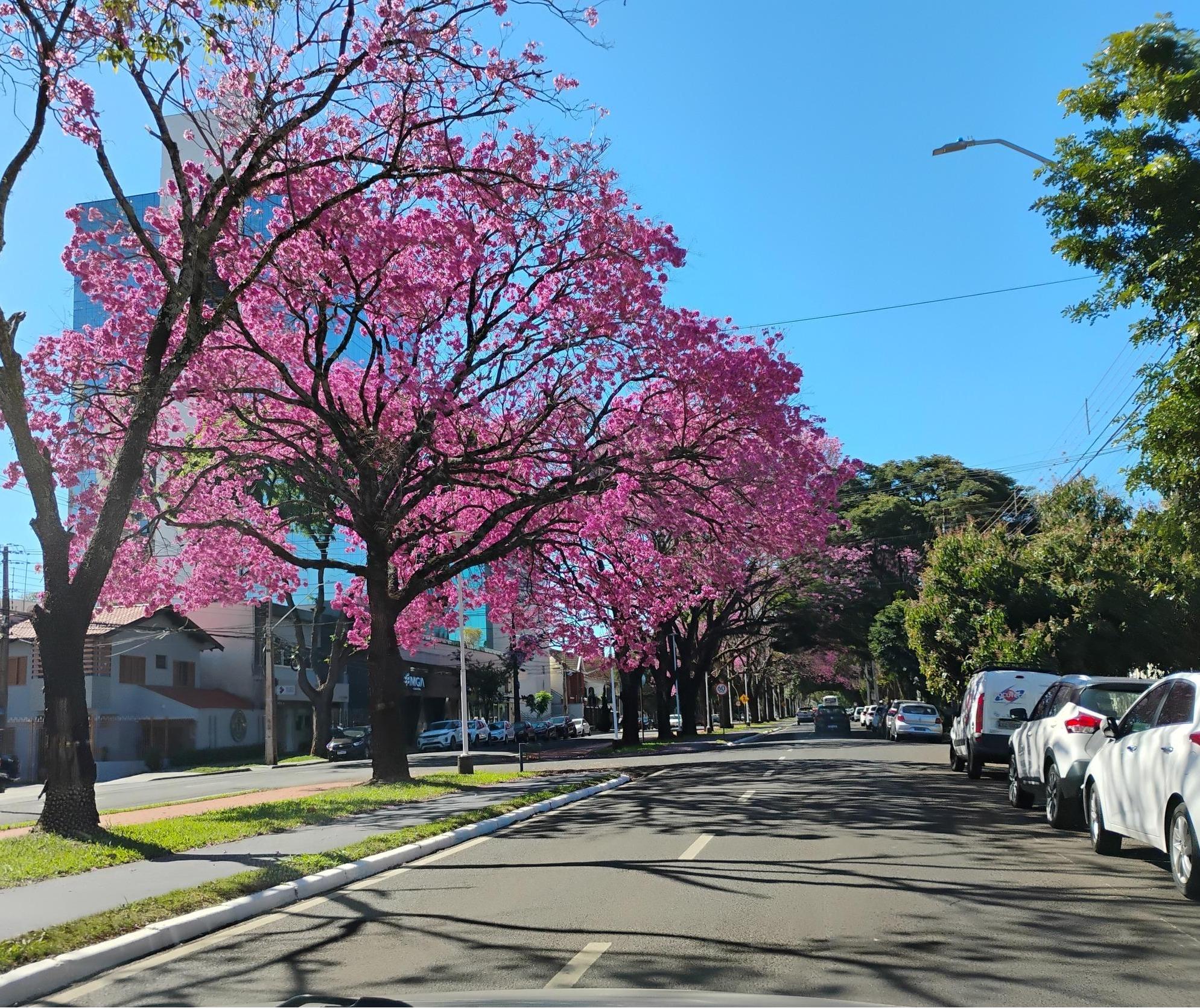 Quarta-feira (13) segue com céu limpo em Maringá; máxima atinge 28° C