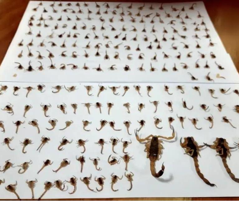 Moradora de Maringá encontra cerca de 300 escorpiões dentro de casa em uma semana