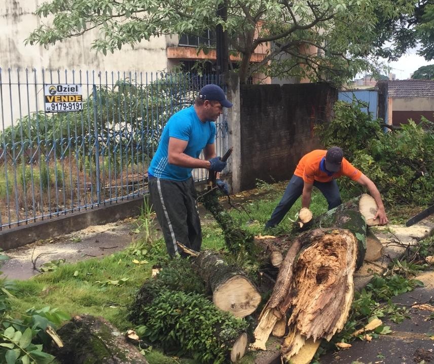 Quedas de árvores geram R$ 508 mil em prejuízos aos cofres públicos