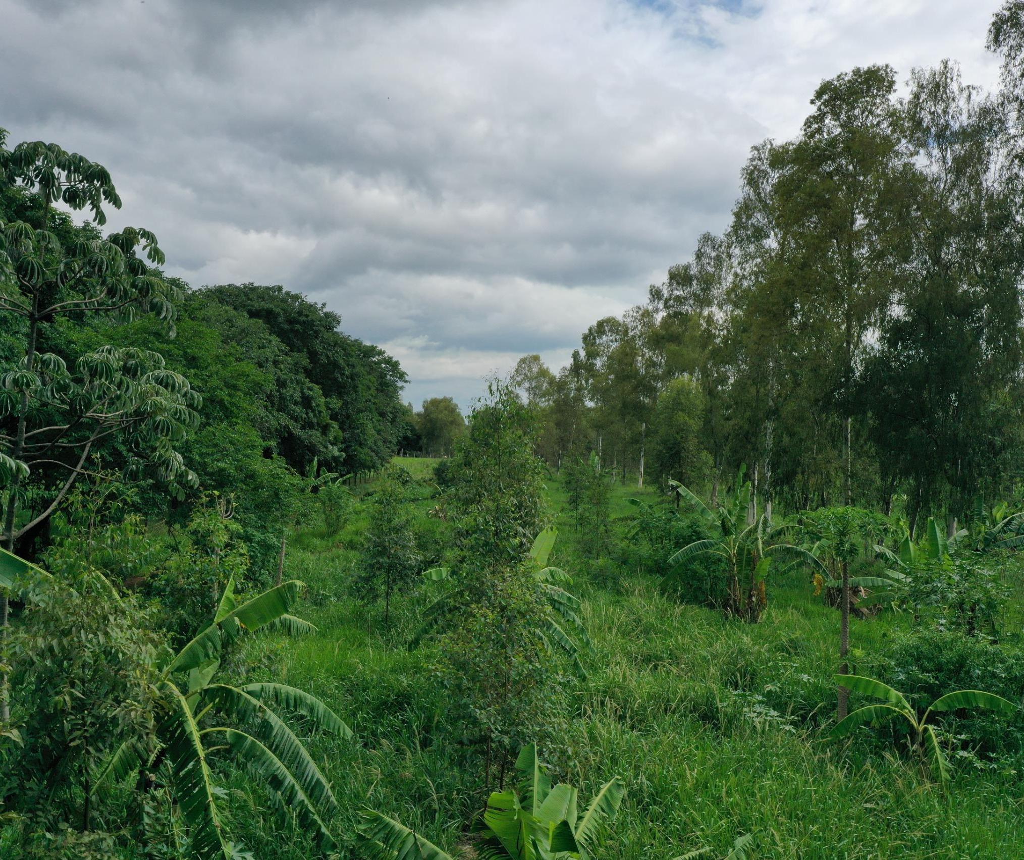 Biólogo utiliza técnica milenar de agrofloresta para produzir café e outras frutas em Altônia