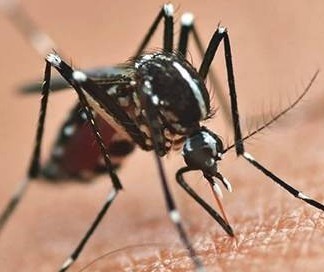 Rancho Alegre e Japurá entraram na lista de cidades em epidemia