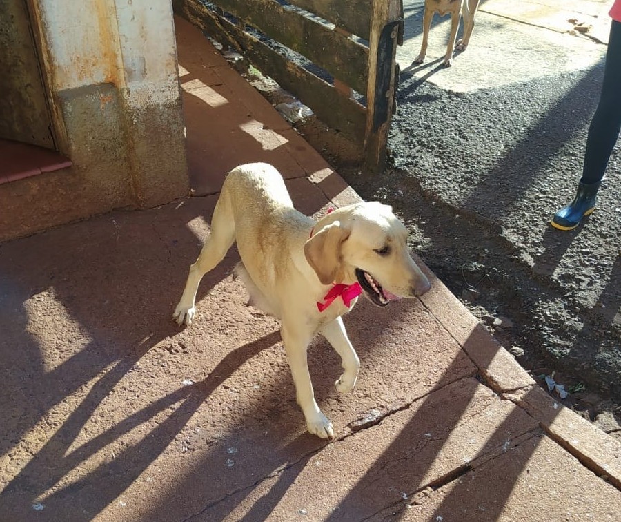 Cadelinha Lanna, de morador de rua, está em abrigo de Maringá