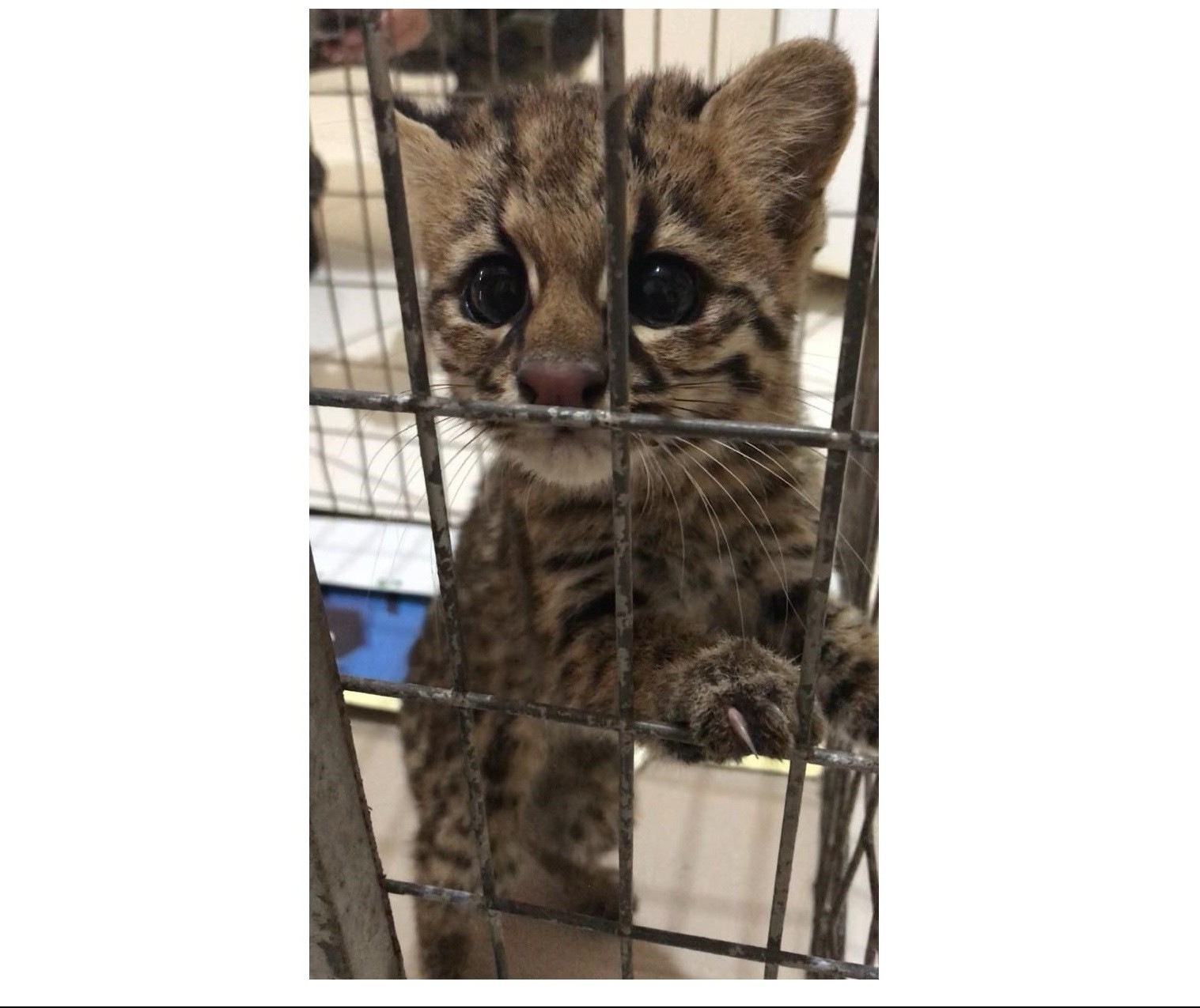 Gato-do-mato é encontrado em banheiro de residência 