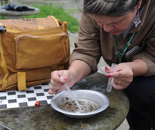 Ivatuba tem maior índice de infestação predial do Aedes aegypt no Paraná