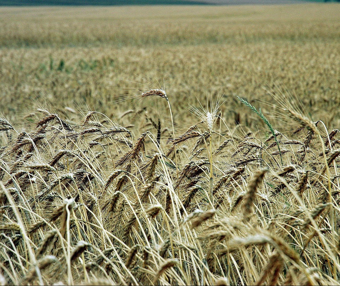 Trigo custa R$ 49 a saca em Maringá