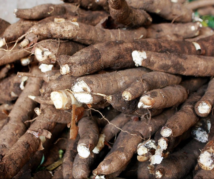 Tonelada da raiz de mandioca custa R$ 480 em Umuarama