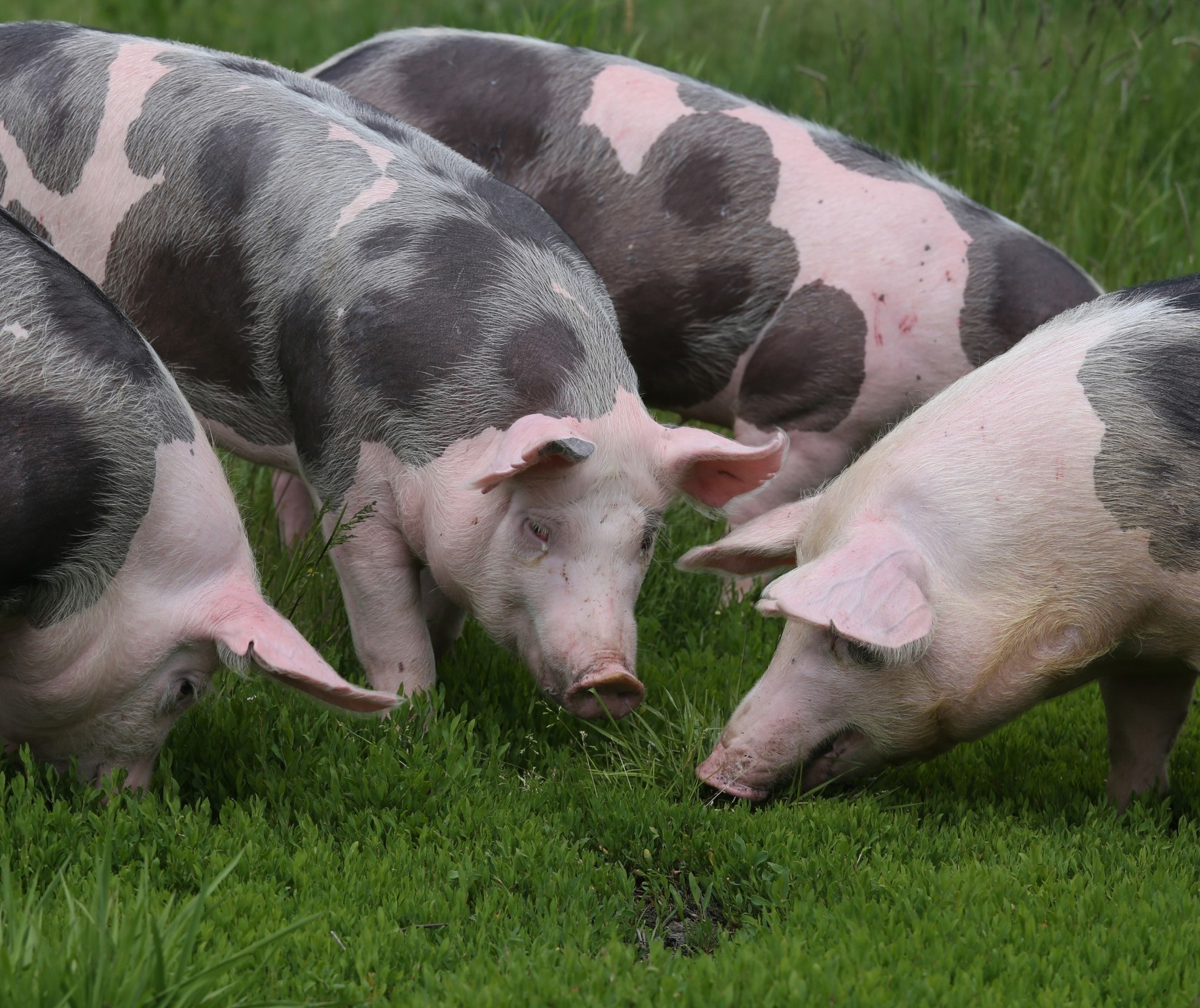 Suíno custa R$ 4,10 o kg 