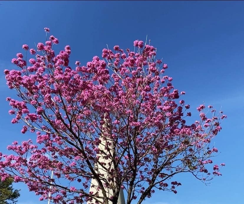 Quarta-feira de tempo estável e máxima de 27°C em Maringá, indica Simepar