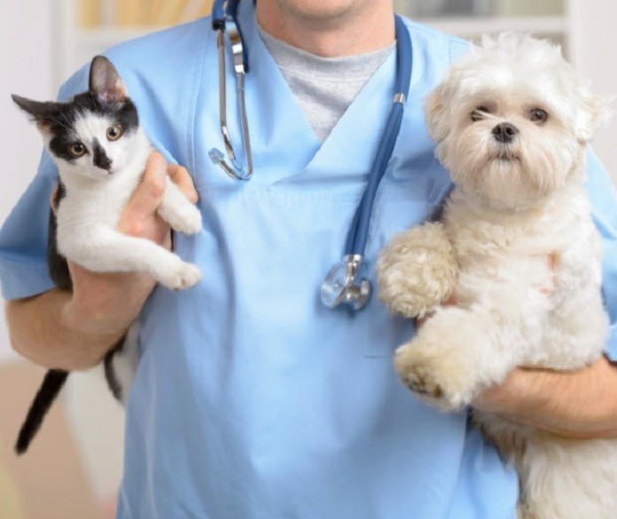 Protetores independentes defendem a criação de um SUS para pets