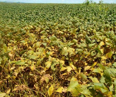 Vazio Sanitário no Paraná começa em junho