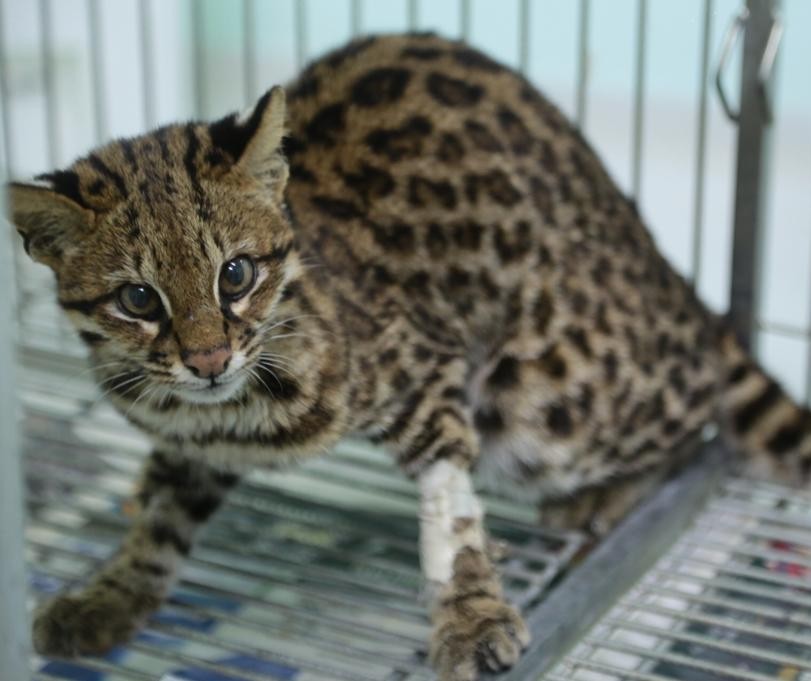 Jaguatirica atropelada em Mandaguari é solta após receber tratamento