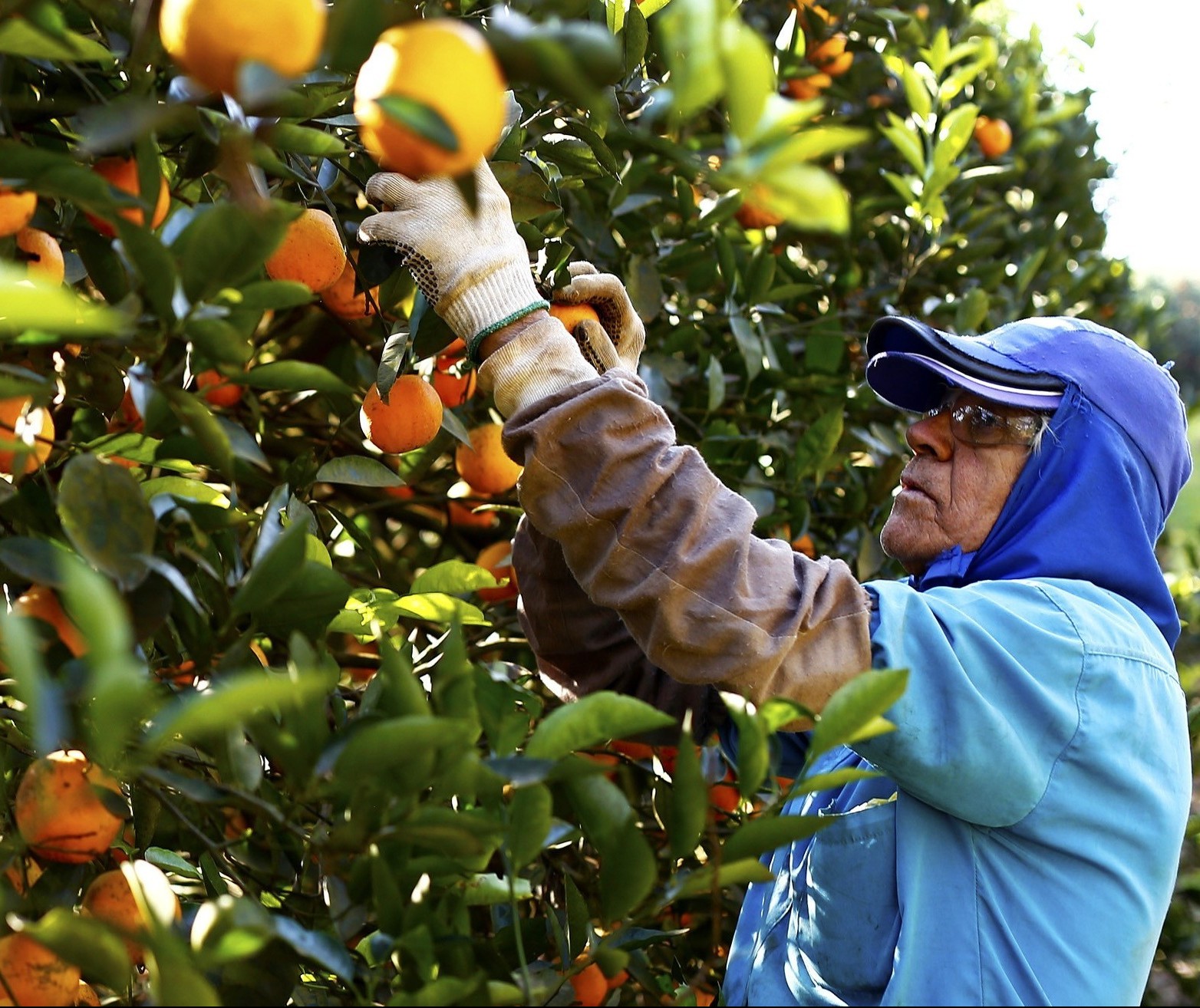 Safra total de laranja nos EUA registra queda