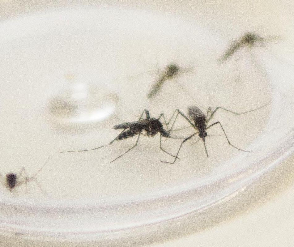 Saúde confirma morte de criança por dengue em Maringá