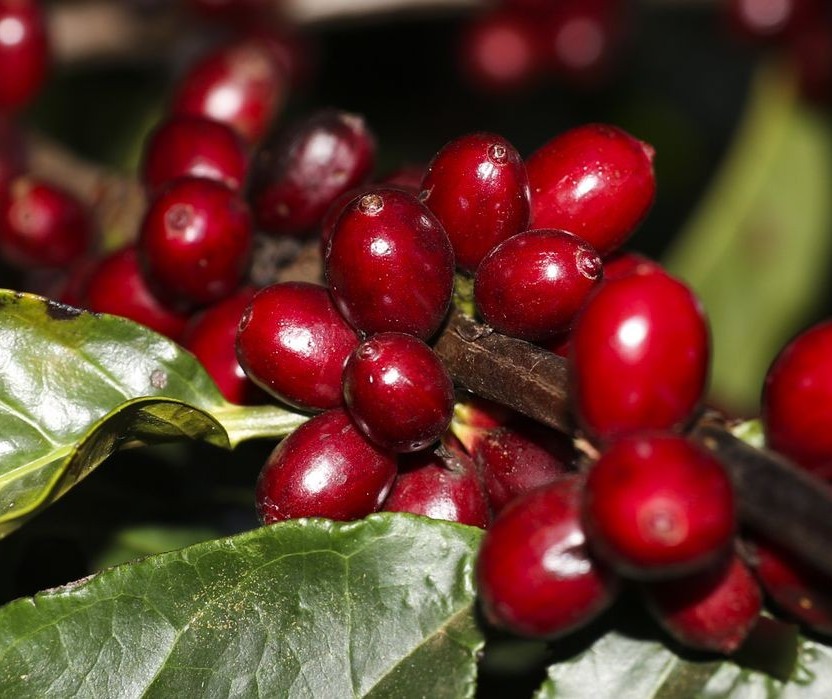 Café: com preços em patamares elevados, mais de 40% da nova safra já foi negociada