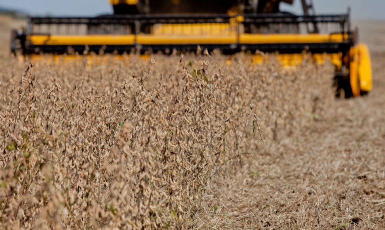 Colheita de soja brasileira começa se emparelhar com os patamares normais