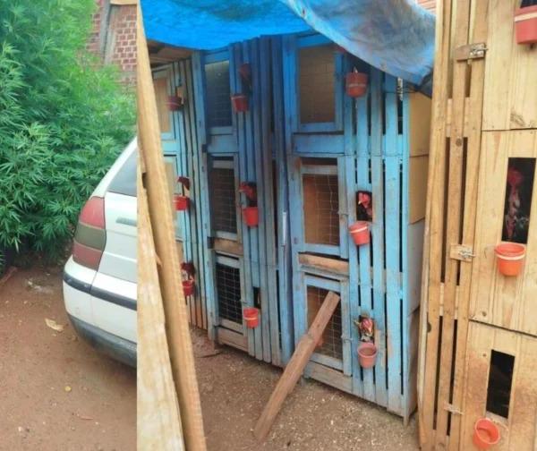 GM flagra possível rinha de galos e plantação de maconha em Maringá