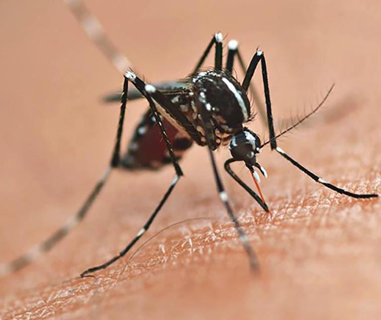 Maringá registra 5ª morte por dengue este ano