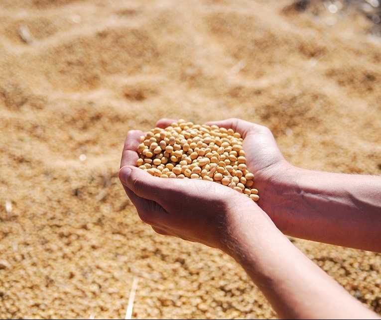 Preço da soja sobe, R$ 79 a saca em Maringá