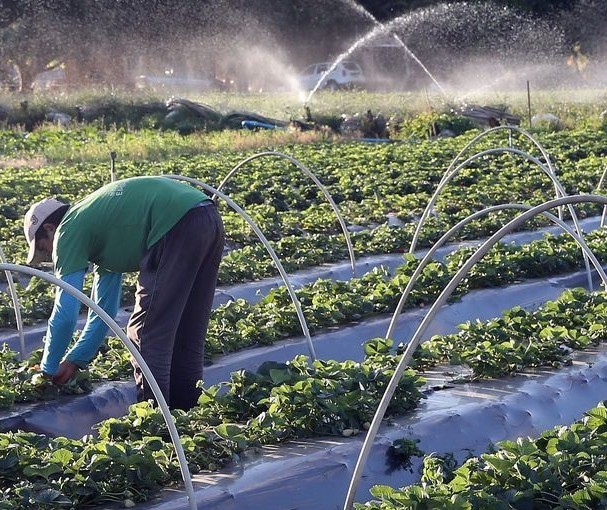 Impostos sobre importação de fertilizantes devem ser zerados se houver agravamento da guerra